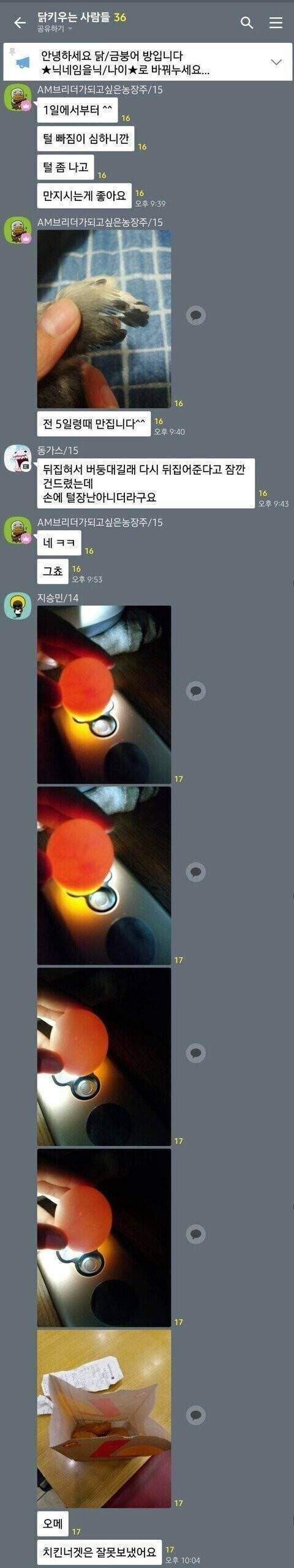 닭 키우는 사람들 오픈 톡방 대참사