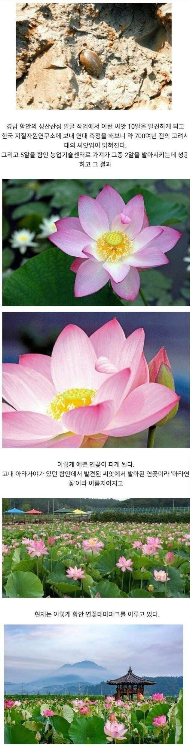 700년 된 씨앗에서 핀 연꽃