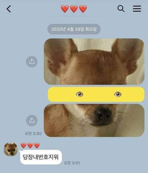 친구 반려견 사진으로 장난치기