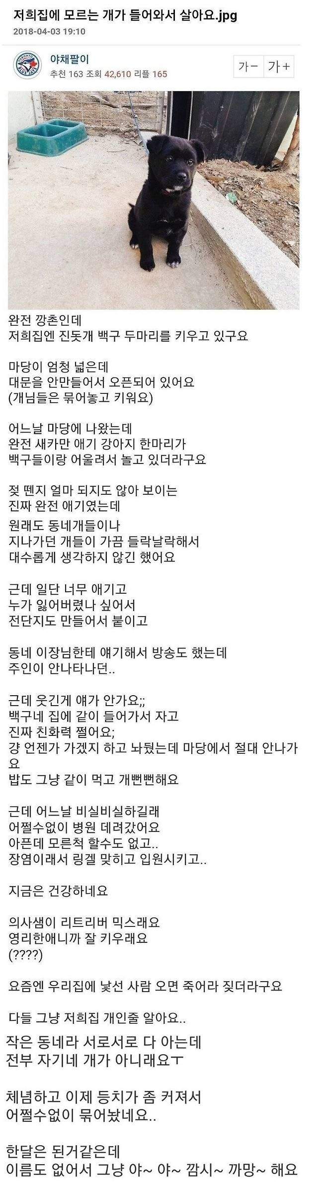 집에 모르는 개가 들어와서 살아요