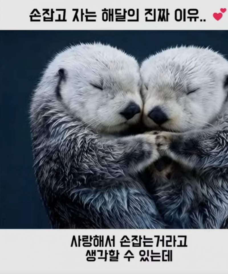 해달 손잡고 자는 이유?!!