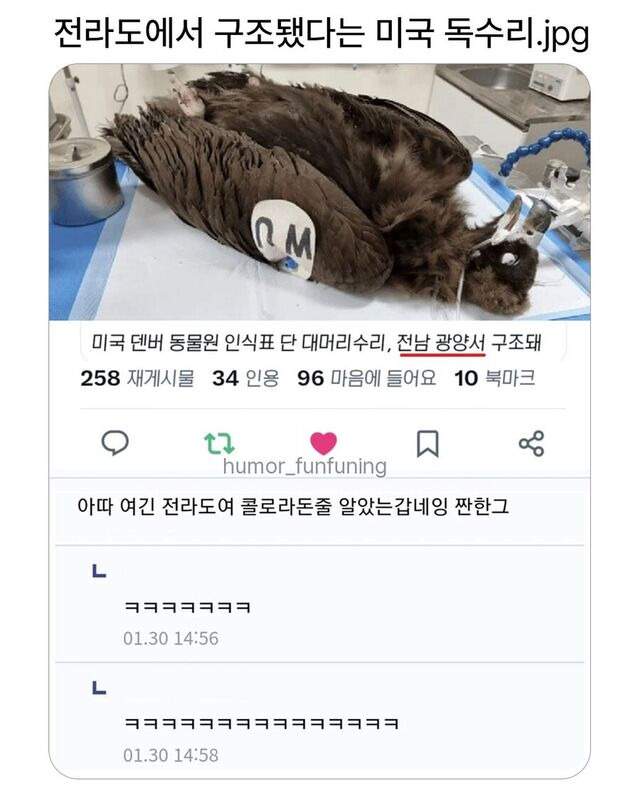 전라도에서 구조됐다는 미국 독수리