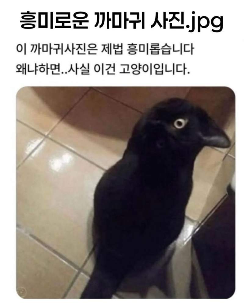 흥미로운 까마귀 사진.jpg