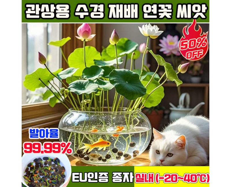 50+50/100+100 연꽃 씨앗 관상용 수경 재배 연꽃 씨앗 수련 연꽃 씨앗 미니수련 연꽃 씨앗 수경재배 미니 연꽃 씨앗 사계절 꽃핀다 수경식물 실내식물