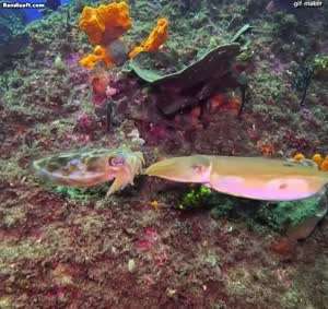 갑오징어 성관계 영상...mp4