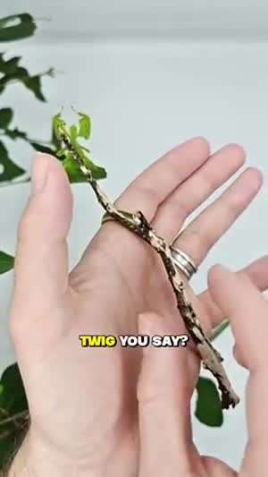 보고도 속을 수 밖에 없는 벌레의 은신술