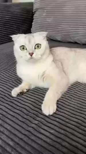 뜨아 냥이 미쵸~~~ 찢겨진 꿈