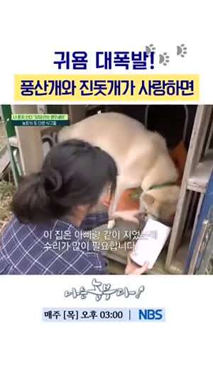 함경남도 풍산개와 전라남도 진돗개가 사랑하면...귀욤 대폭발!