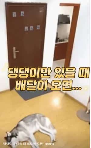 배달음식 받는 댕댕이