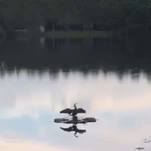 날개 말리다가 봉변