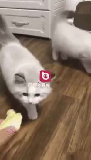 뒤틀린 황천의 과일