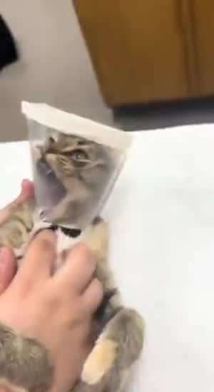 고양이 괴롭히기.mp4