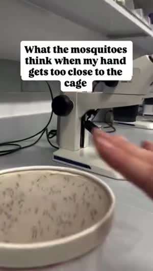 모기 능욕하기.mp4