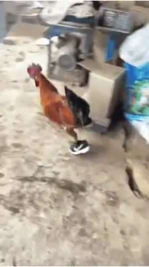 닭에게 운동화를 신겨주면 (AI같음)