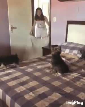 주인이 사라지는 마술을 보여주자..