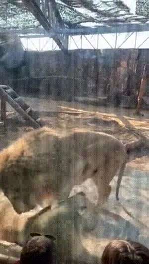 아이와 동물원관람시 민망조심.