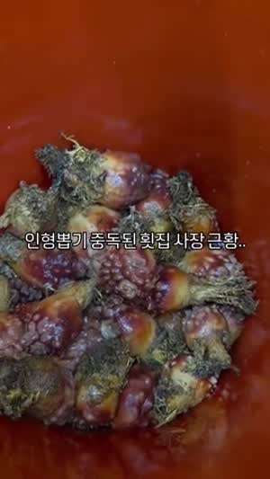 인형뽑기 중독된 횟집 사장님
