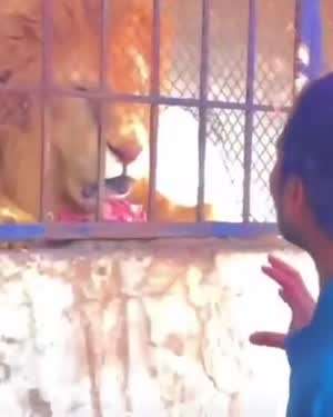 사자한테 까불던 남자의 최후