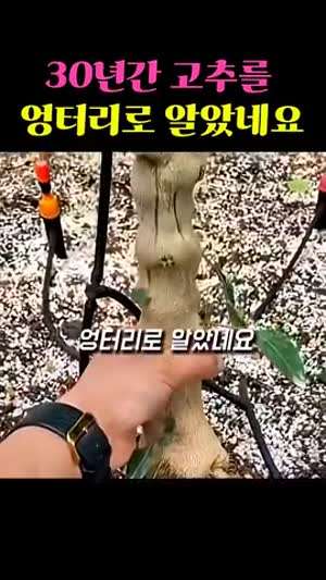 30년간 고추를 엉터리로 알았네요 고추는 원래 나무였습니다