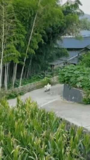 개가 끌어주는 썰매