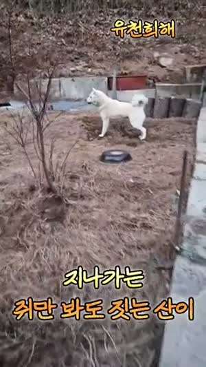 지나가는 쥐만 봐도 짓는 풍산개 산이가 만난 너구리