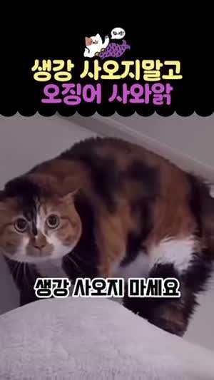 생강 사오지말고 오징어 사와앍.mp4