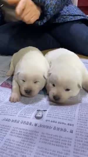 유튜브 알고리즘 덕분에 귀여운 시골개 백구를 수시로 봅니다