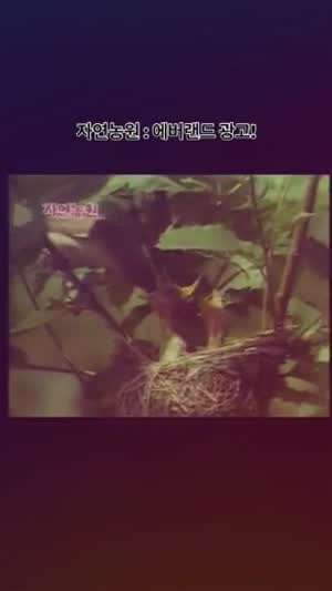 1976년 에버랜드 광고.gif