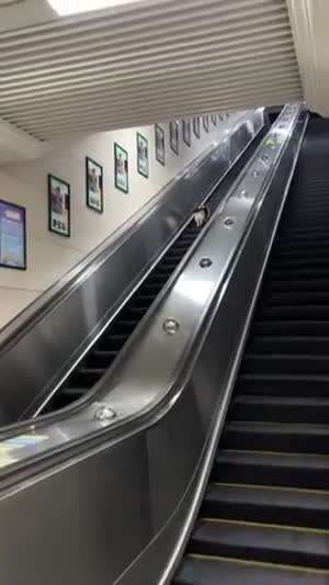 에스컬레이터에 도전!!