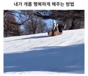 내가 개를 행복하게 해주는 방법