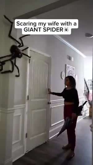 거대 거미 몰카