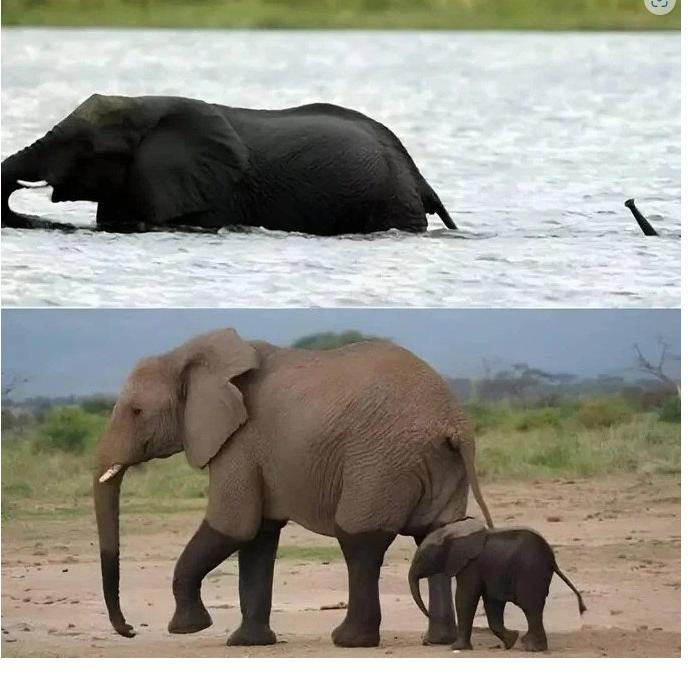 아기코끼리가 강을 건너는법