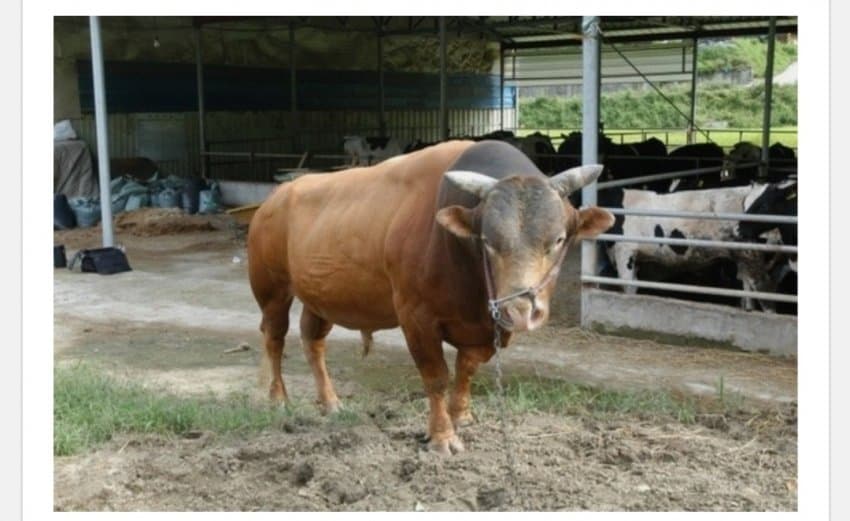 한국 전설의 싸움소 범이